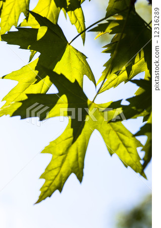 Green maple leaves in the sunshine 12316289