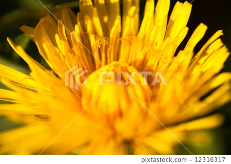 Closeup of the blooming yellow dandelion flower Closeup of the blooming yellow dandelion flower 12316317