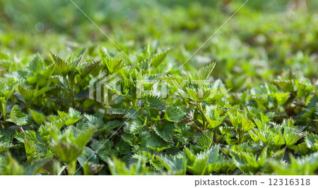 Stinging nettles Stinging nettles 12316318