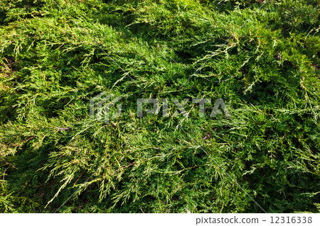 Evergreen juniper branches Evergreen juniper branches 12316338