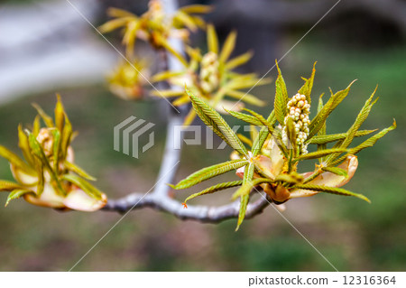 Chestnut flower buds 12316364