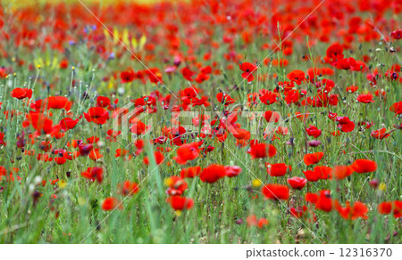 poppies poppies 12316370