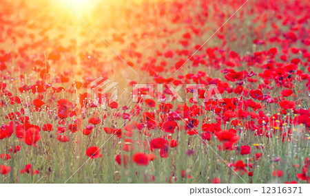 poppies poppies 12316371