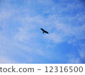 Blue sky and black kite 12316500