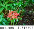 Cluster amaryllis 12316502