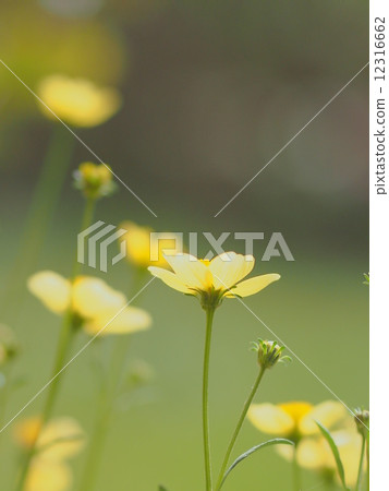 冬季宇宙 12316662