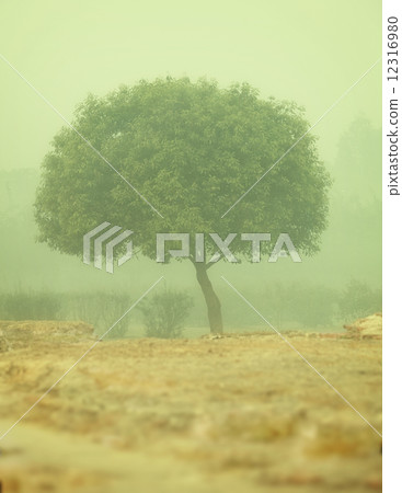 Tree in a thick morning fog - smog 12316980