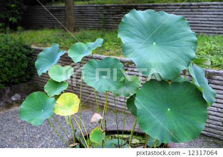 Lotus leaf 12317064