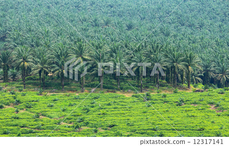 Oil plam plantation 12317141