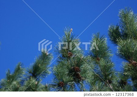 Black pine nuts 12317368