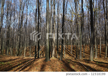 Shade from the sun in the autumn forest. 12318199
