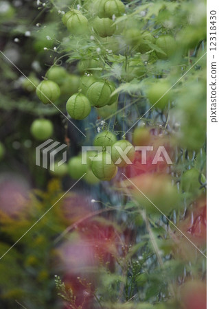 氣球Kazura 12318430