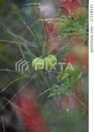 氣球Kazura 氣球Kazura 12318431