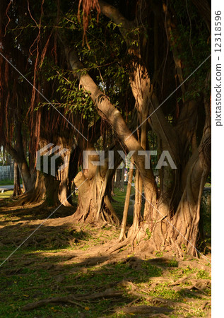 Buttress roots of Moreton Bay Fig Buttress roots of Moreton Bay Fig 12318596