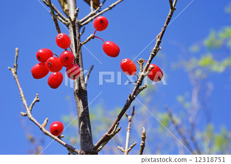 紅色水果 12318751