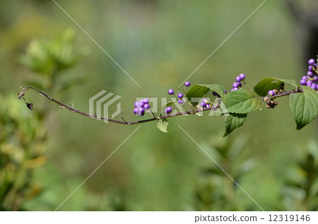 Komurasaki (small purple) 12319146