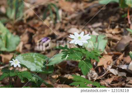 我是Kikuzu Ichiwa Kikuzakiichige。 12319219