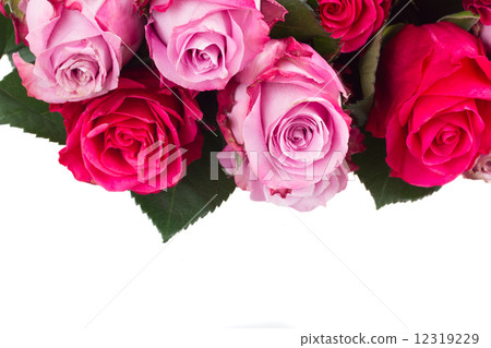 border of pink flowers close up border of pink flowers close up 12319229