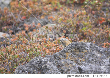 Pikachu rabbit Pikachu rabbit 12319333