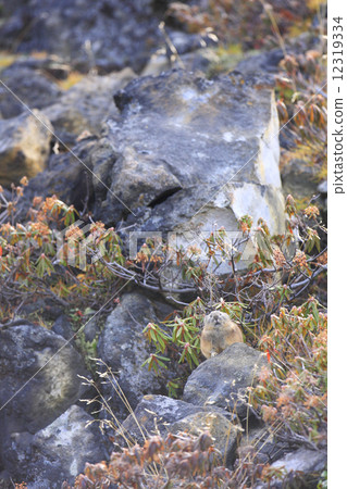 Pikachu rabbit 12319334