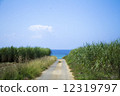 Sugar Cane Field Path 12319797