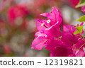 Hibiscus 1 12319821