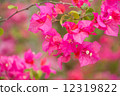 Hibiscus 2 12319822