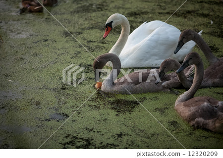 adult swan and cygnet drinking water at lake adult swan and cygnet drinking water at lake 12320209