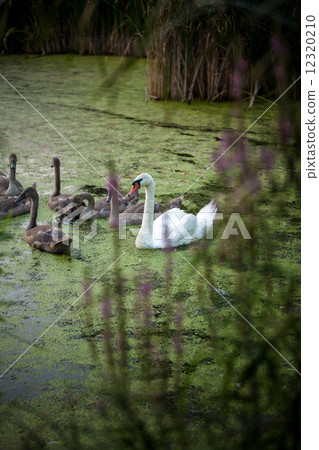 photo of white swan on lake with cygnets 12320210