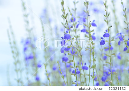 Pale blue is refreshing Salvia · Azurea 12321182