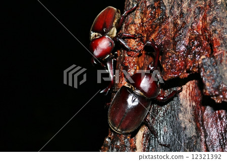 Beetle collecting in sap 12321392