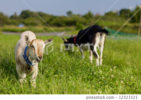 goat 12321521