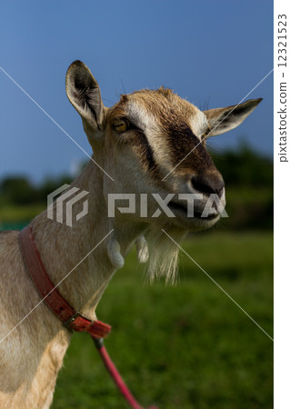 goat 12321523
