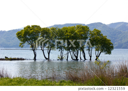 Tree at Okubiwako lake (before waterbird station) 12321559