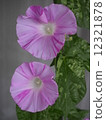 粉紅色的牽牛花 12321878