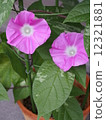 粉紅色的牽牛花 12321881
