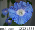藍色牽牛花 12321883