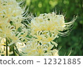 白簇孤挺花 12321885