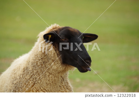 羊在田園村莊 12322018