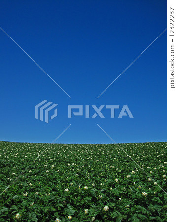 Potato flower blooming hill 12322237