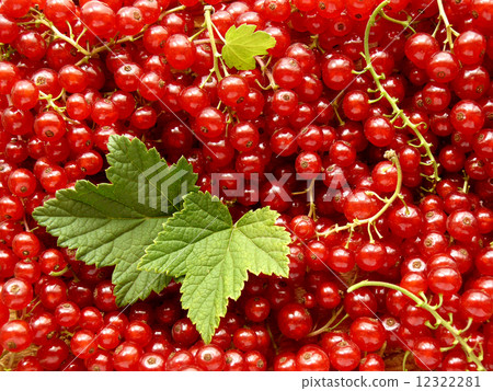 redcurrants 12322281