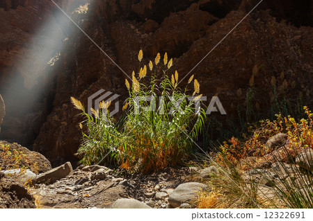 Famous canyon Masca at Tenerife - Canary 12322691