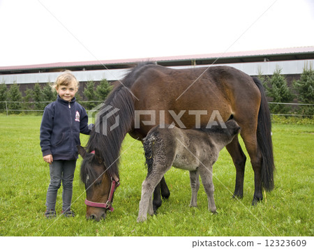 Girl with ponies on the pasture Girl with ponies on the pasture 12323609