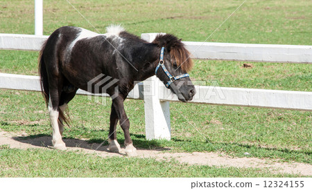 Mini black dwarf horse at a farm Mini black dwarf horse at a farm 12324155