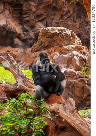 Gorilla monkey in park at Tenerife Canary Gorilla monkey in park at Tenerife Canary 12324796