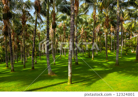 Palms at Tenerife - Canary islands 12324801