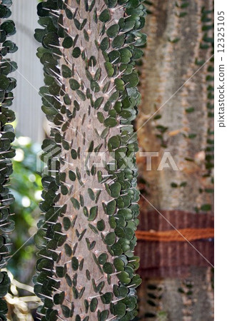 Aloudya Ascendence 12325105