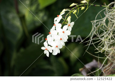 Elangis Luteo Alba Elangis Luteo Alba 12325422
