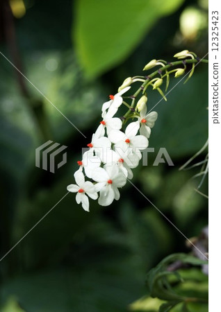 Elangis Luteo Alba 12325423
