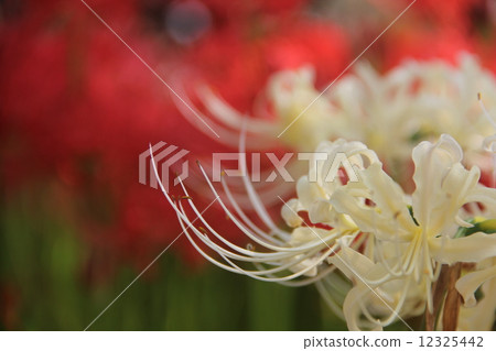 群集孤挺花 群集孤挺花 12325442